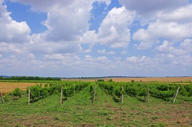 üzüm tarlaları. Şarapçılık. tarım kültürü. şarap ve meyve suları