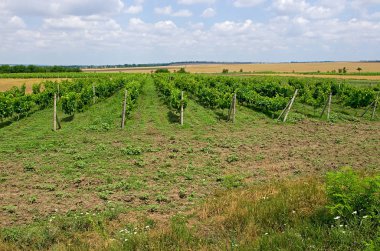 üzüm tarlaları. Şarapçılık. tarım kültürü