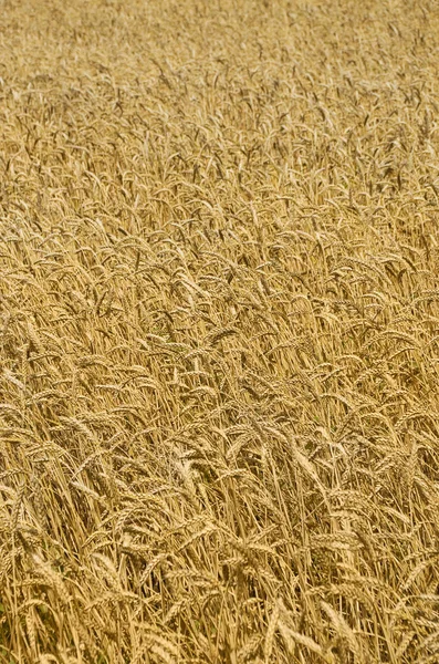 Wheat Field Cereals Harvest Agricultural Field Agrarian Sector Production — Stock Photo, Image