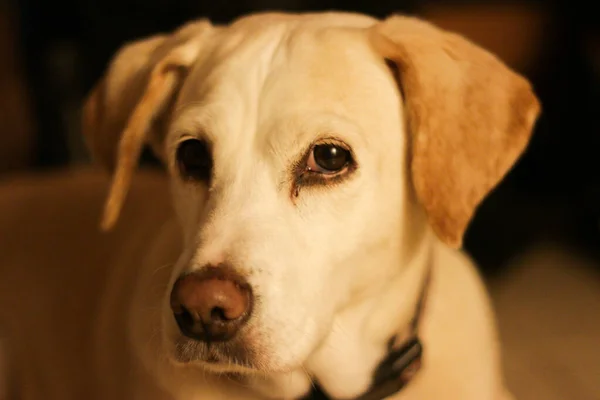 Egy beagle és labor kevert kutya szomorú szemekkel, közelről. Népszerű kereszteződés két népszerű szülőtől, a Beagle-től és a Labradortól. Mindkét fajta ismert a kedves természet, és ők nagyon intelligens — Stock Fotó