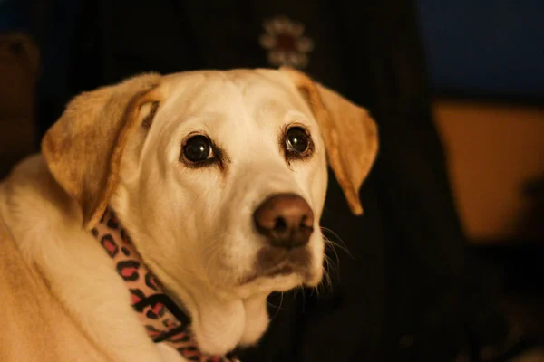 Um cão de mistura de beagle e laboratório com olhos tristes, de perto. Um cruzamento popular de dois pais populares, o Beagle e o Labrador. Ambas as raças são conhecidas por sua natureza gentil, e eles são muito inteligentes — Fotografia de Stock