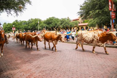 Fort Worth, Teksas - 19 Haziran 2017: Fort Worth Stockyard 'da at sırtında kovboylar eşliğinde yürüyen bir sığır sürüsü