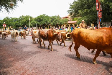 Fort Worth, Texas - June 19, 2017: A herd of longhorn cattle parading through the Fort Worth Stockyards accompanied by cowboys on horseback clipart