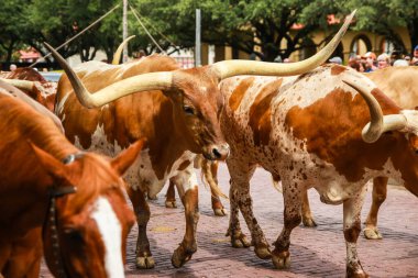 Longhorn Cattle Drive at the stockyards of Fort Worth, Texas, USA clipart