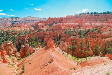 Güzel Bryce Canyon Ulusal Parkı Utah, Usa 'da. Turuncu taşlar, mavi gökyüzü. Dev doğal amfitiyatrolar ve kabadayılar. Vista noktalarından harika panoramik manzara ve nefes kesici macera.