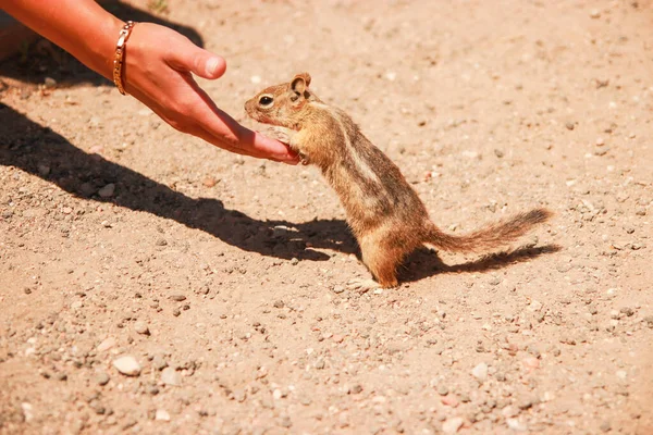 Esquilos muito curiosos verificando comida da mão de um turista no Parque Nacional Bryce Canyon, Utah, EUA. Fundo vermelho terra . — Fotografia de Stock