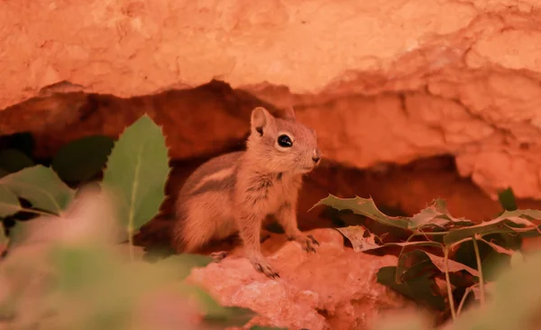 Uno scoiattolo molto curioso nel parco nazionale del Bryce canyon, Utah, USA. Fondo rosso . — Foto Stock