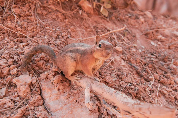 Esquilos muito curiosos no parque nacional Bryce canyon, Utah, EUA. Fundo vermelho terra . — Fotografia de Stock