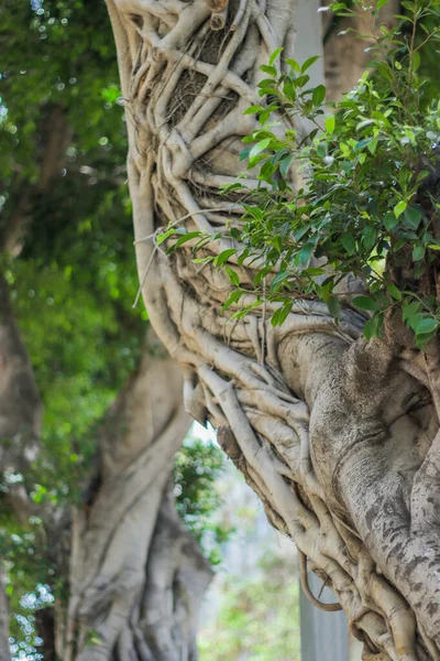 İncir ağacının bükülmüş dalları. Ficus microcarpa, Akdeniz ikliminde yaklaşık 12 metre yüksekliğinde ve eşit ölçüde taç ile yetişen pürüzsüz açık gri ağaç kabuğu yapraklarıyla tropikal bir ağaçtır..