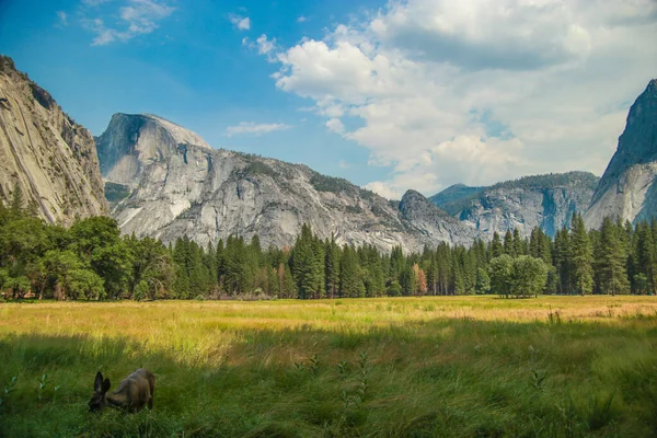 View of Half Dome from Yosemite Valley, Cook's meadow trail, Yosemite NP, California, USA. Near Landmarks: Yosemite Falls, Glacier Point, El Capitam. — Stock Photo, Image