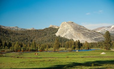Landscape of Tuolumne Meadows and Lembert Dome, Yosemite National Park, California, USA clipart