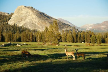 Yazın açık yeşil çayırlarda beyaz kuyruklu geyik ailesi Lembert Dome, Tuolumne Meadows, Yosemite Ulusal Parkı, California Usa.