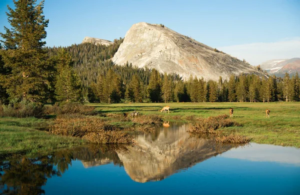 Landscape of Tuolumne Meadows and Lembert Dome with reflections in calm water, Yosemite National Park, California, USA