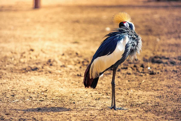 Mooie Zwarte Gekroonde Kraanvogel Balearica Pavonina Ook Wel Bekend Als — Stockfoto