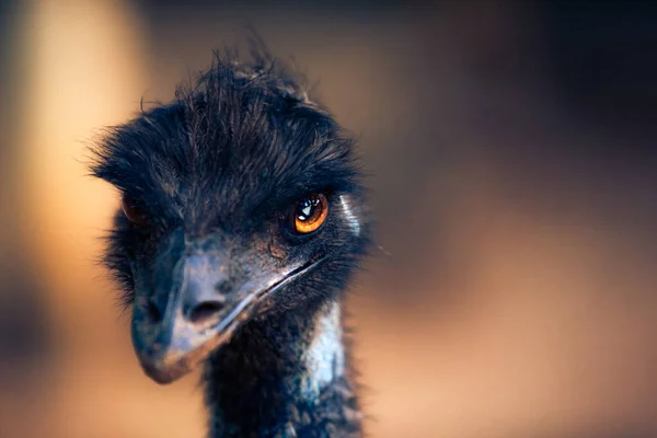 Acercamiento Pájaro Emú Con Ojos Naranjas Ardientes Mirando Directamente Profundidad — Foto de Stock