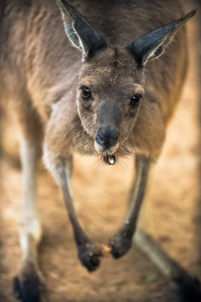 Close Eastern Grey Kangaroo Looking Camera Beautiful Brown Eyes Shallow — Stock Photo, Image