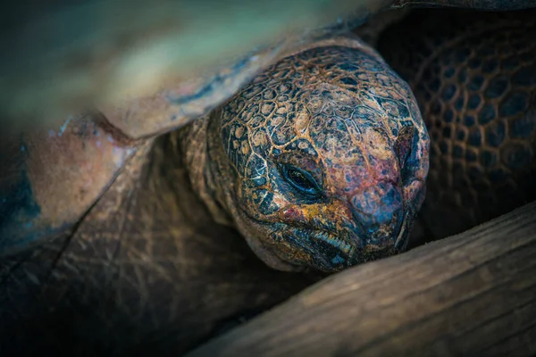 Primer Plano Hermosa Tortuga Colorida Galápagos — Foto de Stock