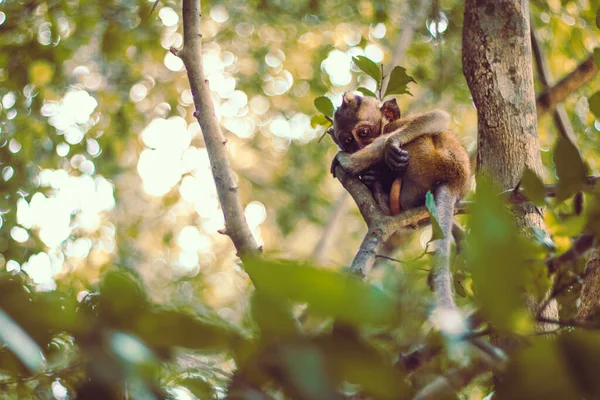 Nonhuman Primate Pictures Nonhuman Primate Stock Photos Images Depositphotos Nonhuman Primate Pictures Nonhuman Primate Stock Photos Images Depositphotos