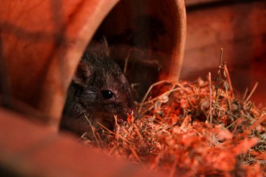 Woylie 'ye yakın dur ya da fırça kuyruklu bahisçiye, tencerede otur. Woylie son derece nadir ve Avustralya 'ya özgü, ayrıca mini kanguru olarak da bilinir.