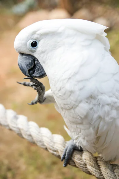 Cockatoo Bianco Cacatua Alba Pulisce Suoi Artigli Con Becco Seduto — Foto Stock