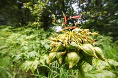 Arka planda orman bulunan Tayland 'da yeşil meyveli egzotik tropikal bitkileri kapatın. Yüzeyin derinliği, bokeh.