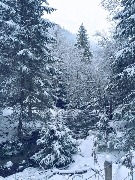 Avusturyalı kış orman