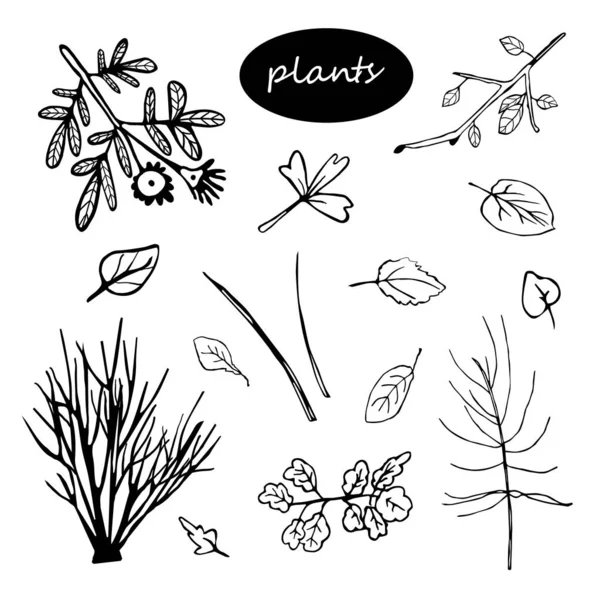 Botanical leaves and branches set of plants — 스톡 벡터