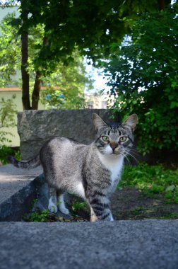 Bahçedeki kedi