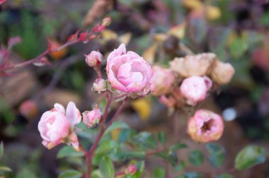 Sonbahar parkında pembe çiçek kalçası