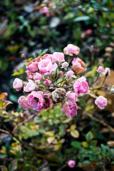 Rosa Canina Fiore Nel Parco Autunnale — Foto Stock