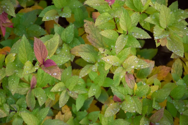 cold dew on green grass