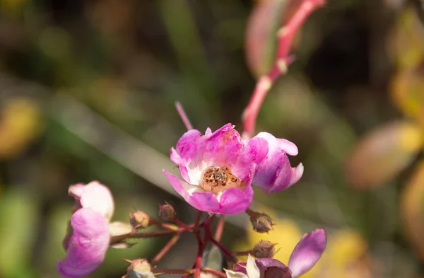 Rózsaszín Virág Rózsa Csípő Őszi Parkban — Stock Fotó