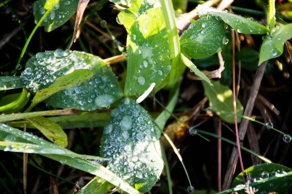 cold dew on green grass