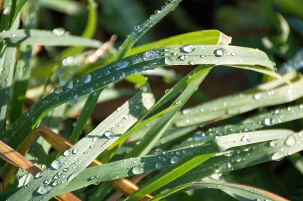 cold dew on green grass