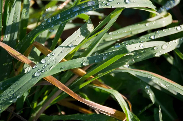 cold dew on green grass