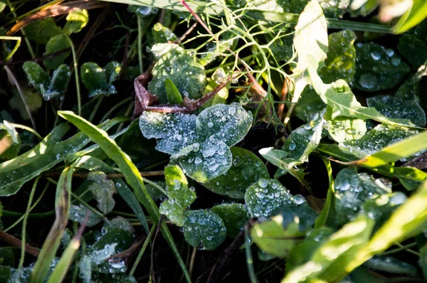 cold dew on green grass