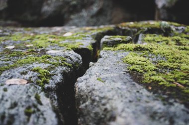 Taşın üzerinde yeşil yosun