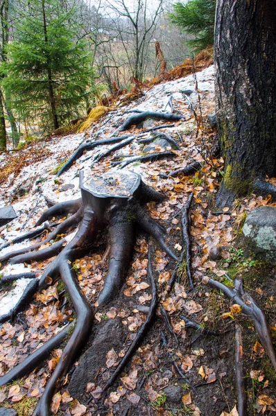 Foresta Montagna Autunno — Foto Stock