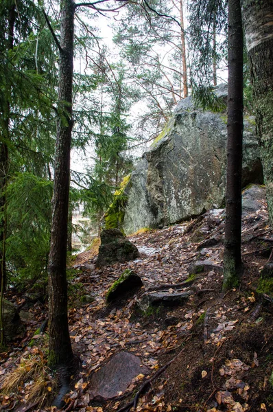 秋の森と山 — ストック写真