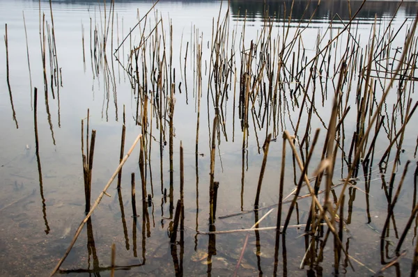 Roseaux Sur Lac Automne — Photo