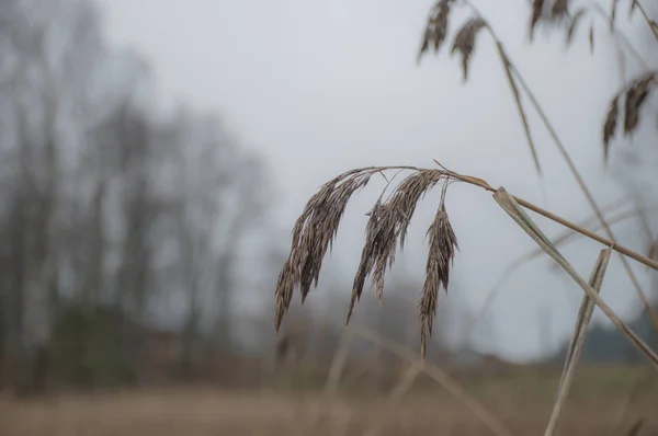 Dry Grass Wind — Stock Photo, Image