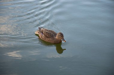 Parktaki gölde ördek sürüsü
