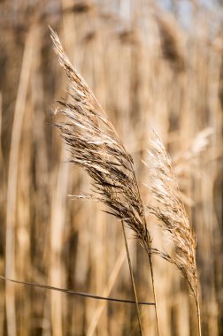 kuru ot ve mavi gökyüzü
