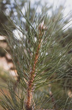 Sabah parkında çam ağacı dalı