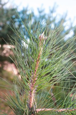 Sabah parkında çam ağacı dalı