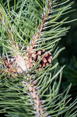 Sabah parkında çam ağacı dalı