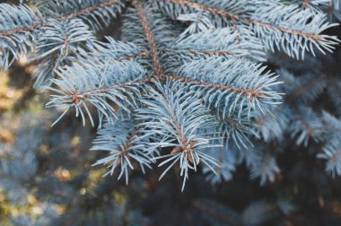 Sabah parkında çam ağacı dalı