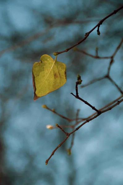 Autumn Leaves Blue Sky — Stock Photo, Image