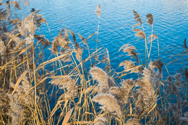 Trockenes Gras Und Blauer See — Stockfoto