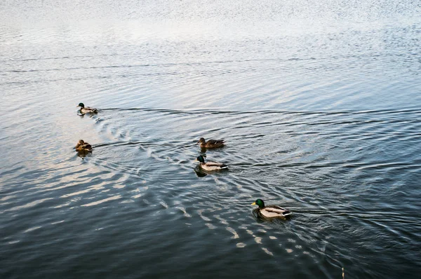 公园湖上的一群鸭子 — 图库照片